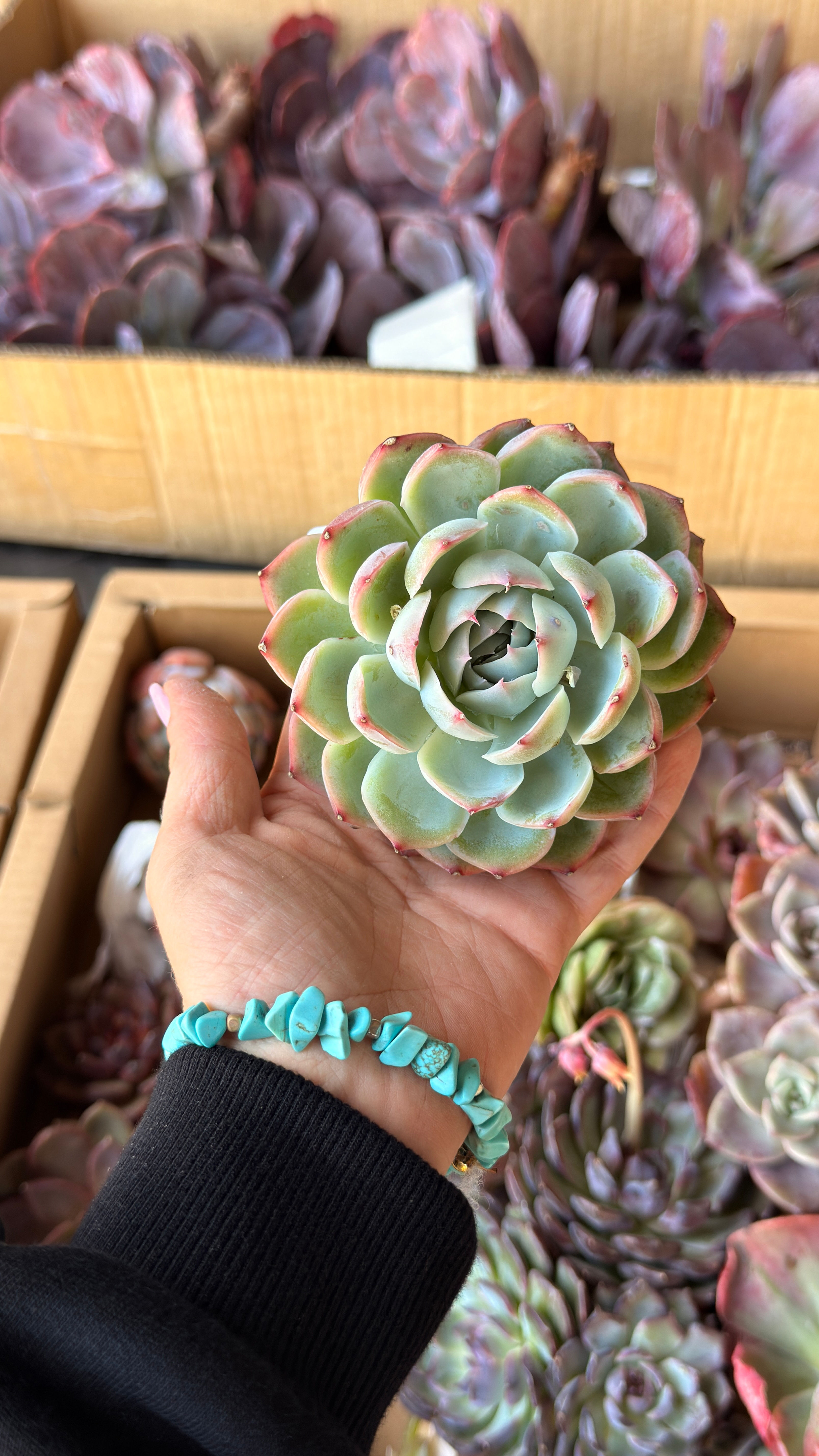 Echeveria Sillhouette