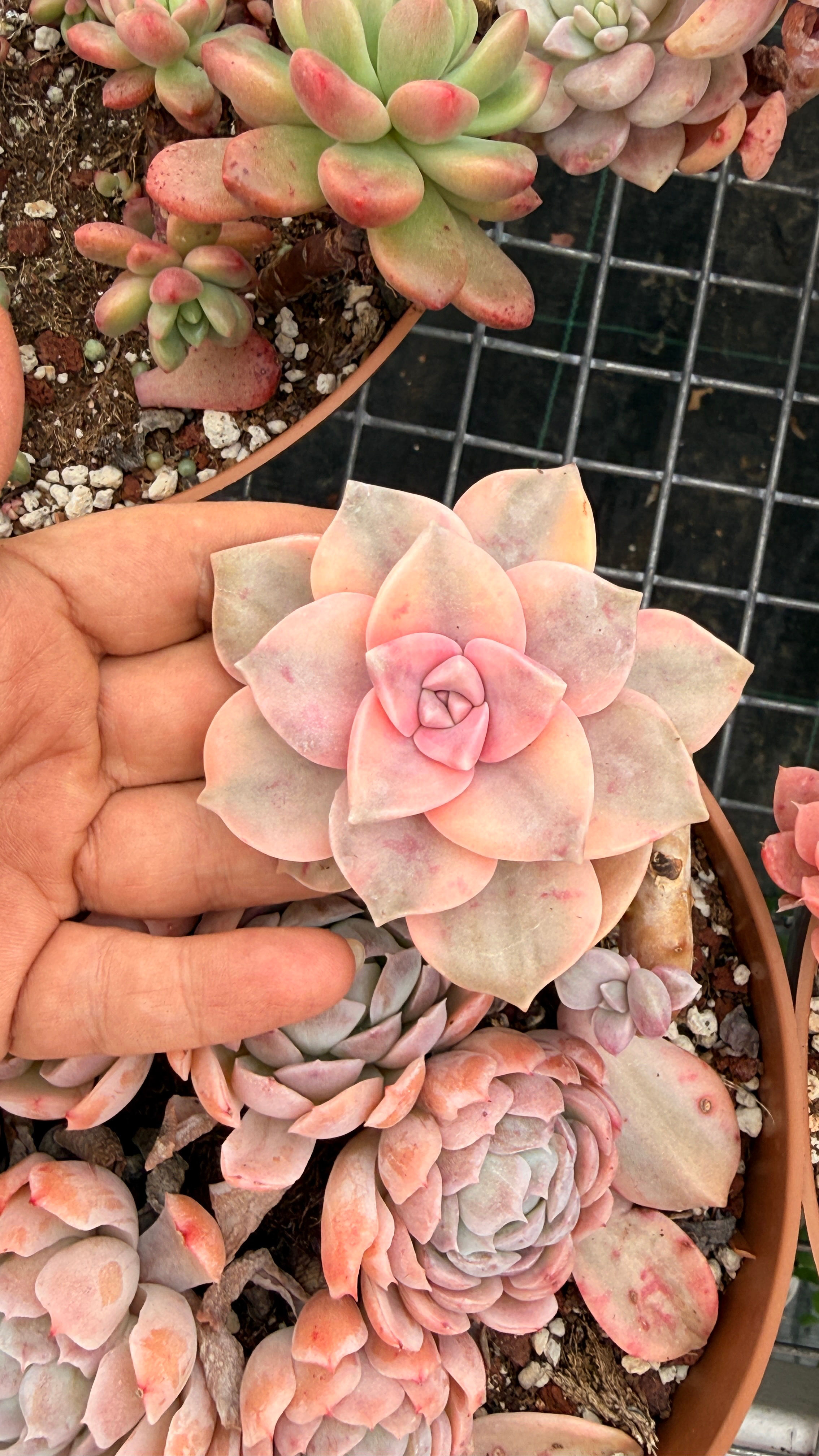 Purple Delight Variegata 