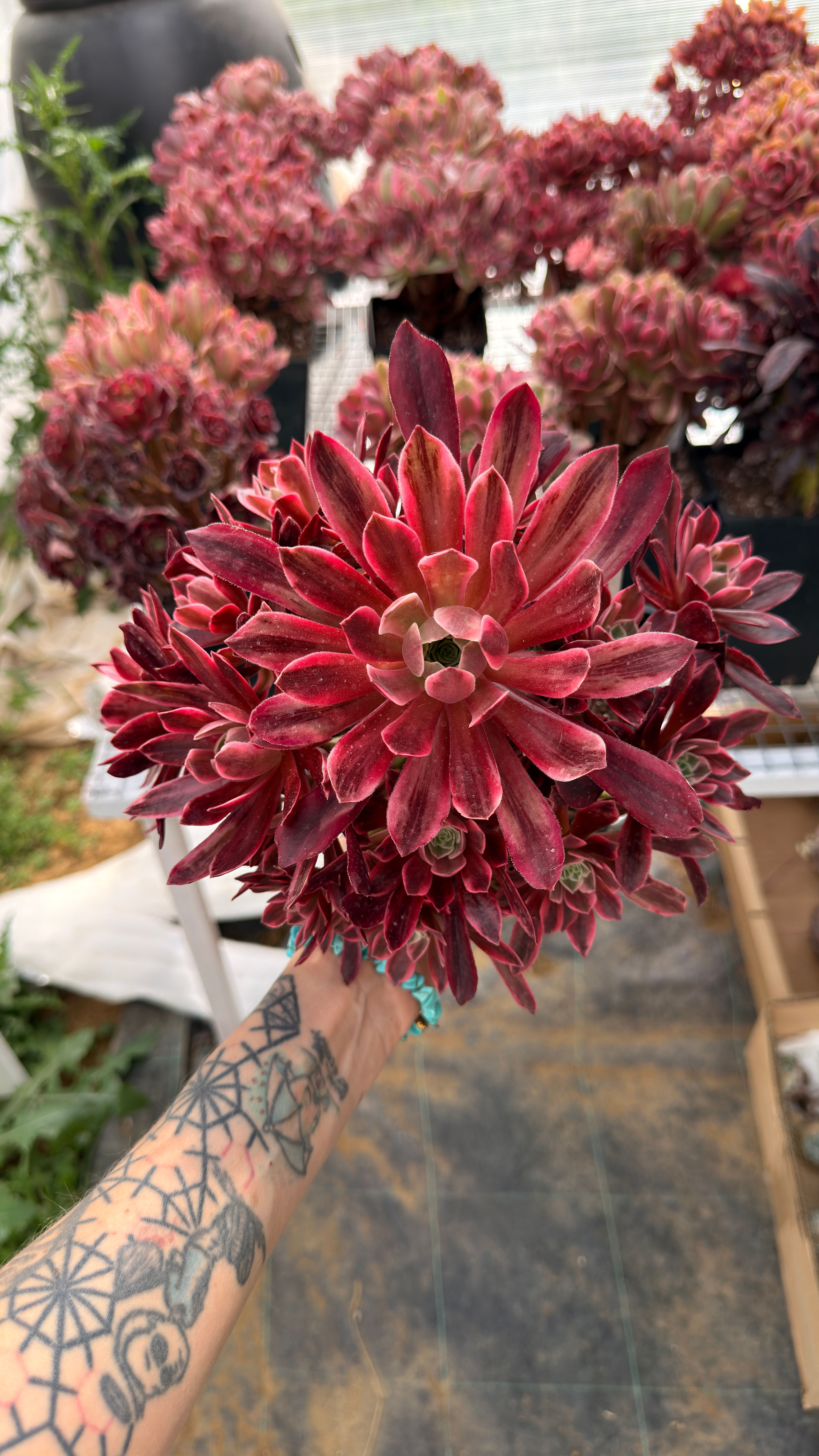 Aeonium Medusa Colourful