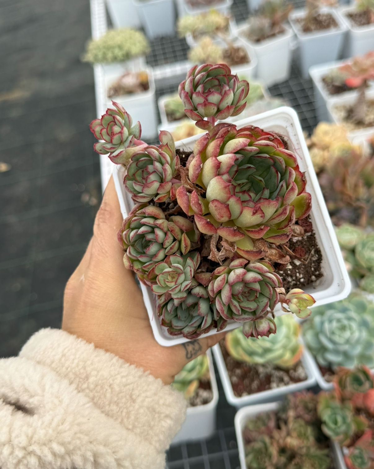 Echeveria Dream Rose