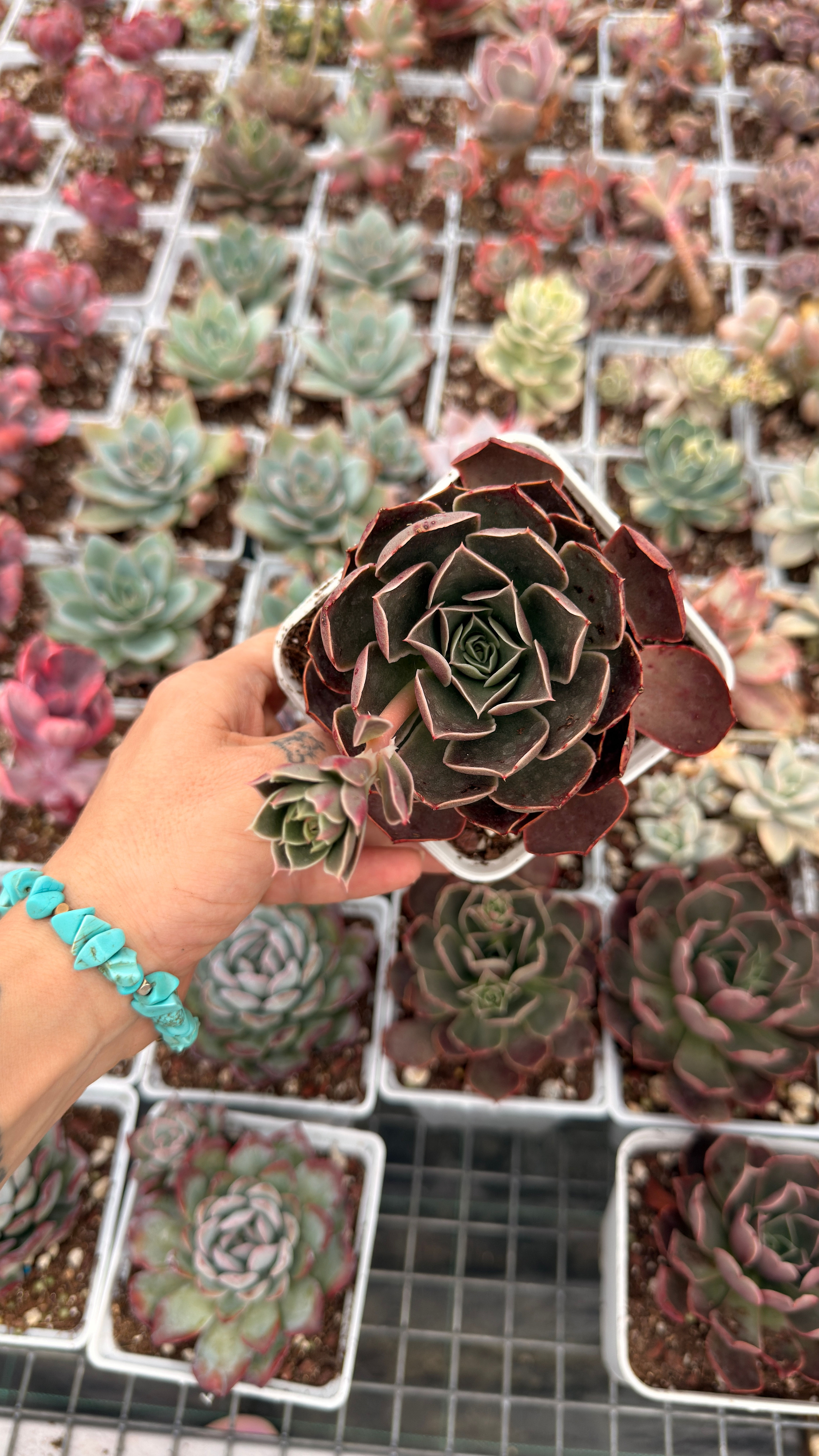 Echeveria 