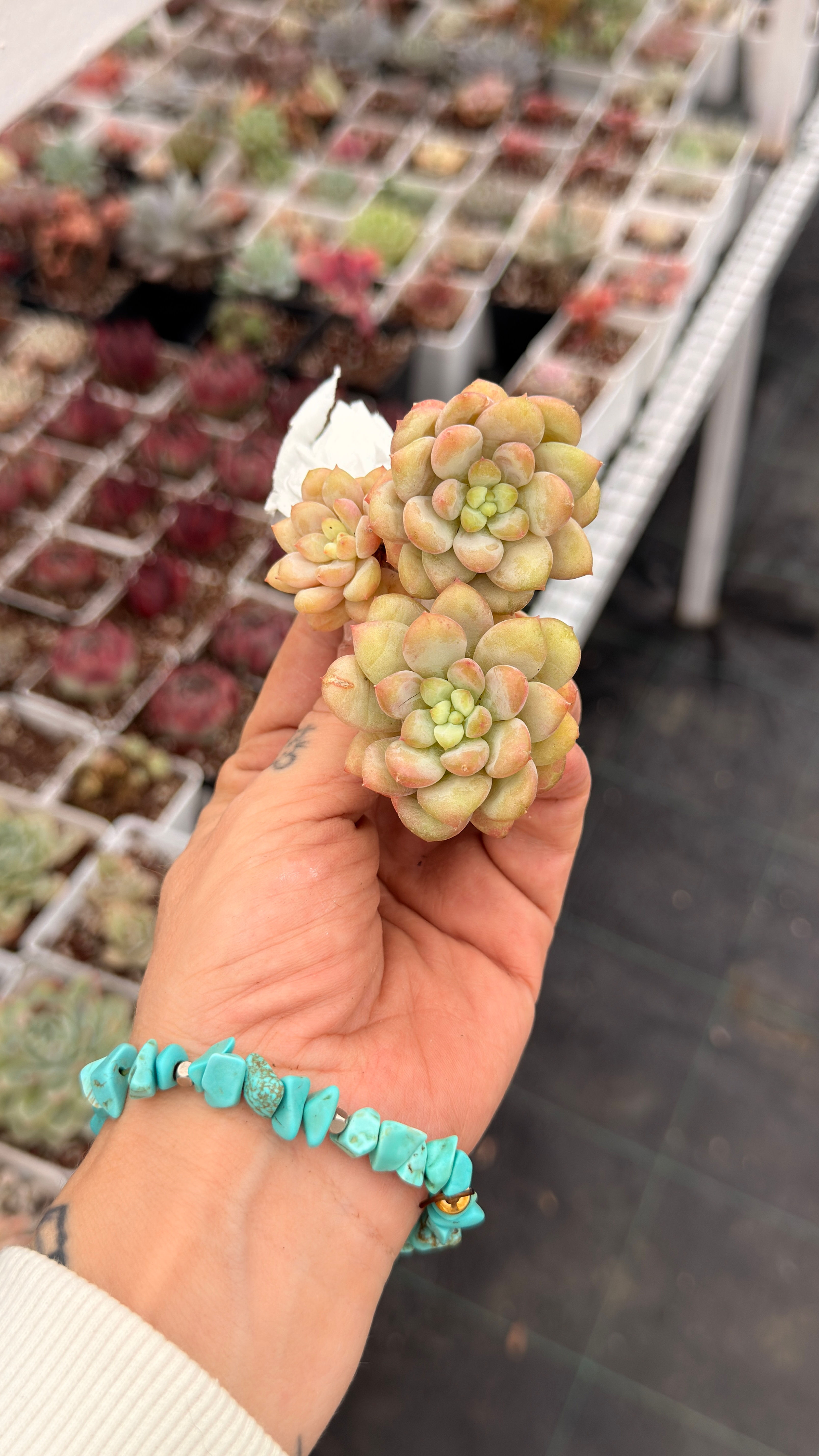 Echeveria Sunshine Rose