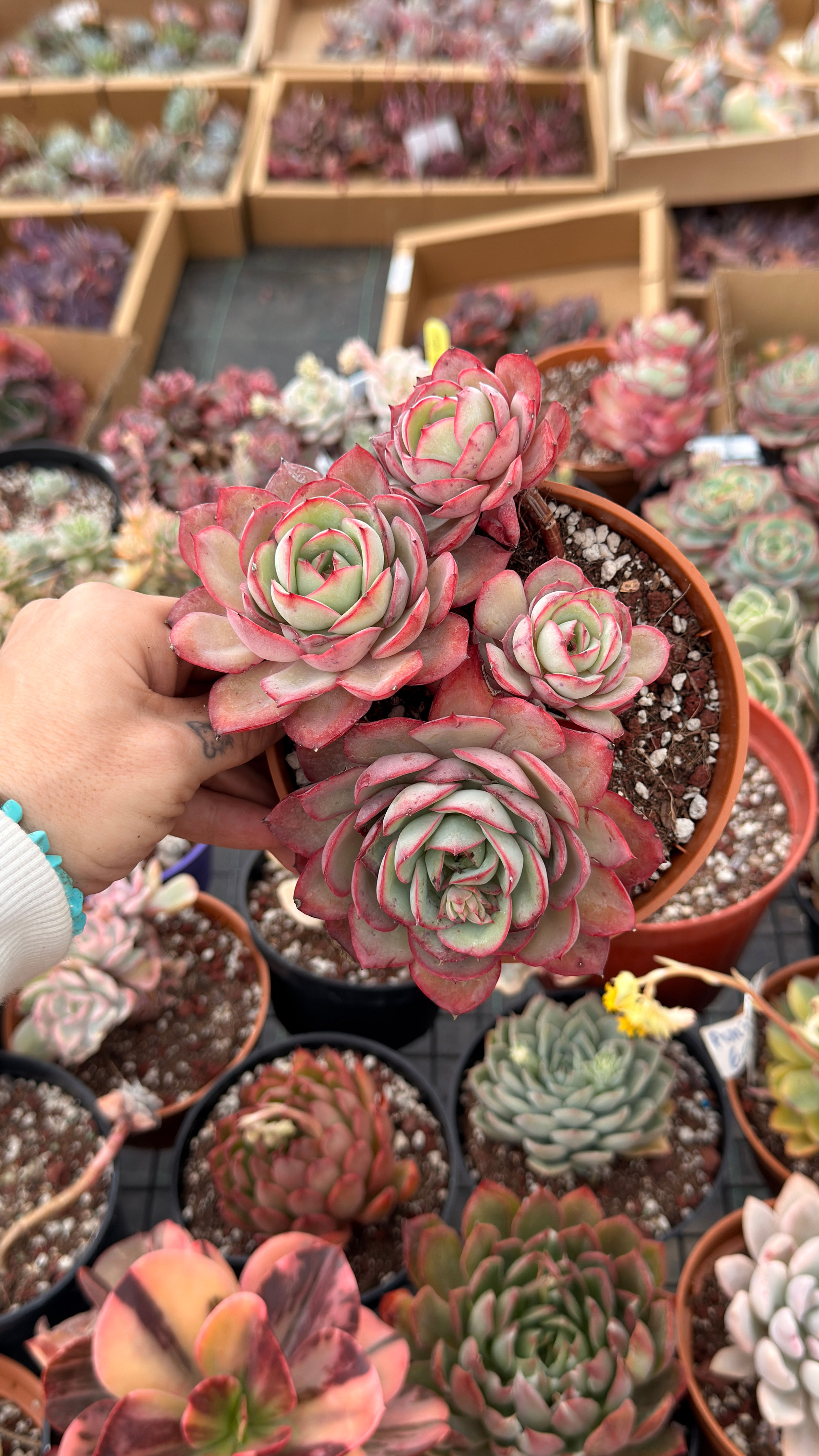 Echeveria 