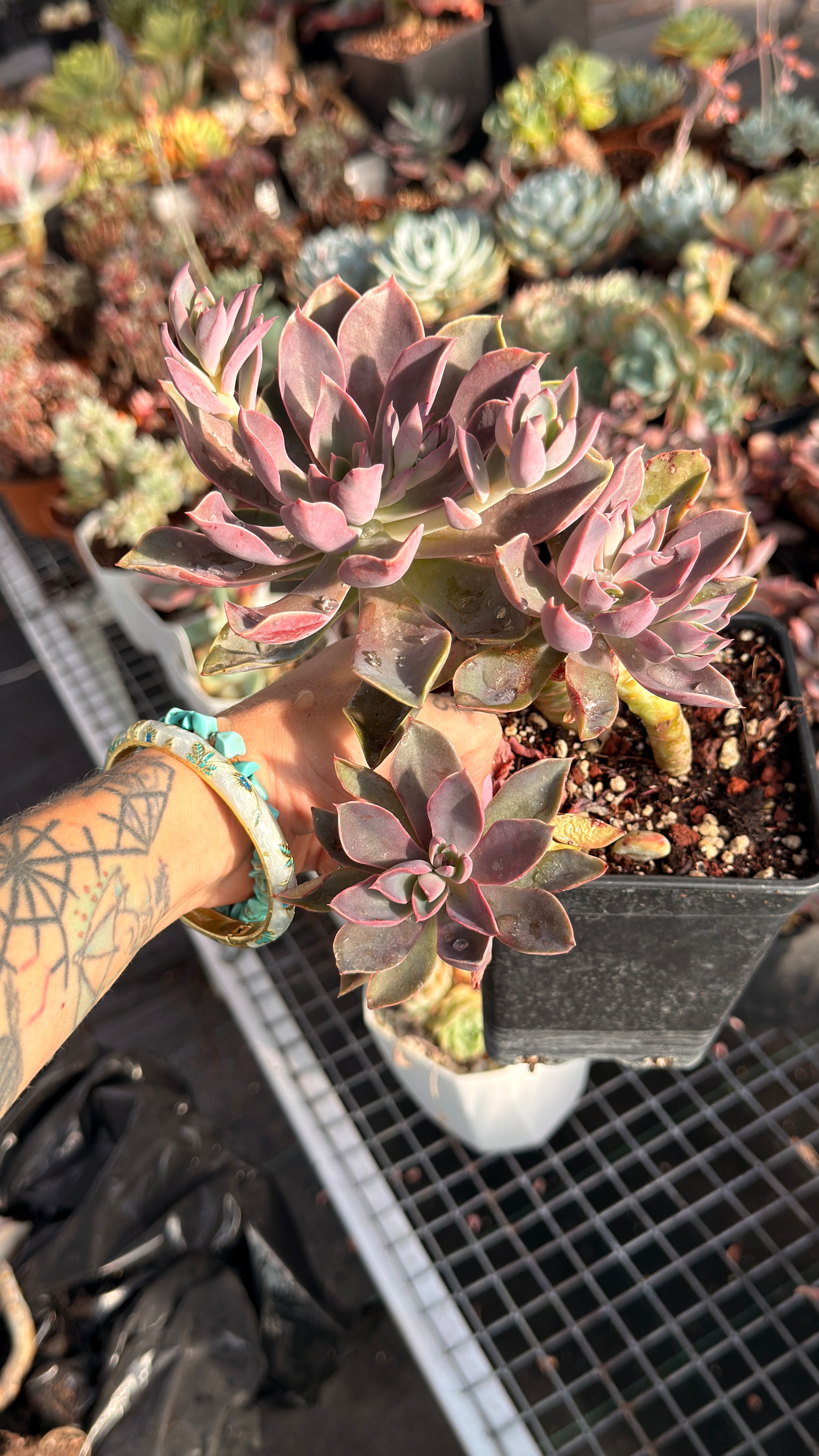 Echeveria Jones