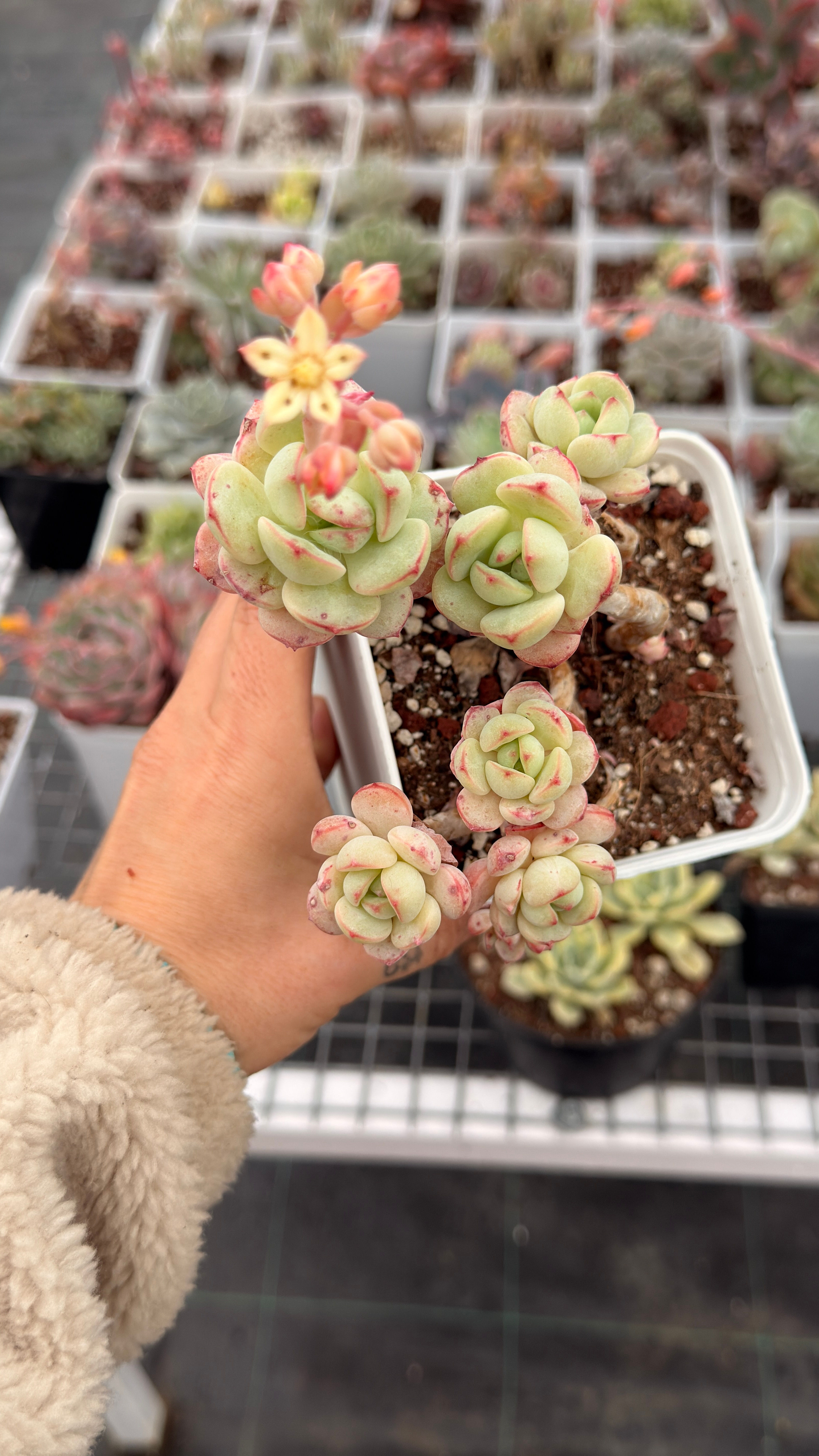 Sedeveria Pudgy