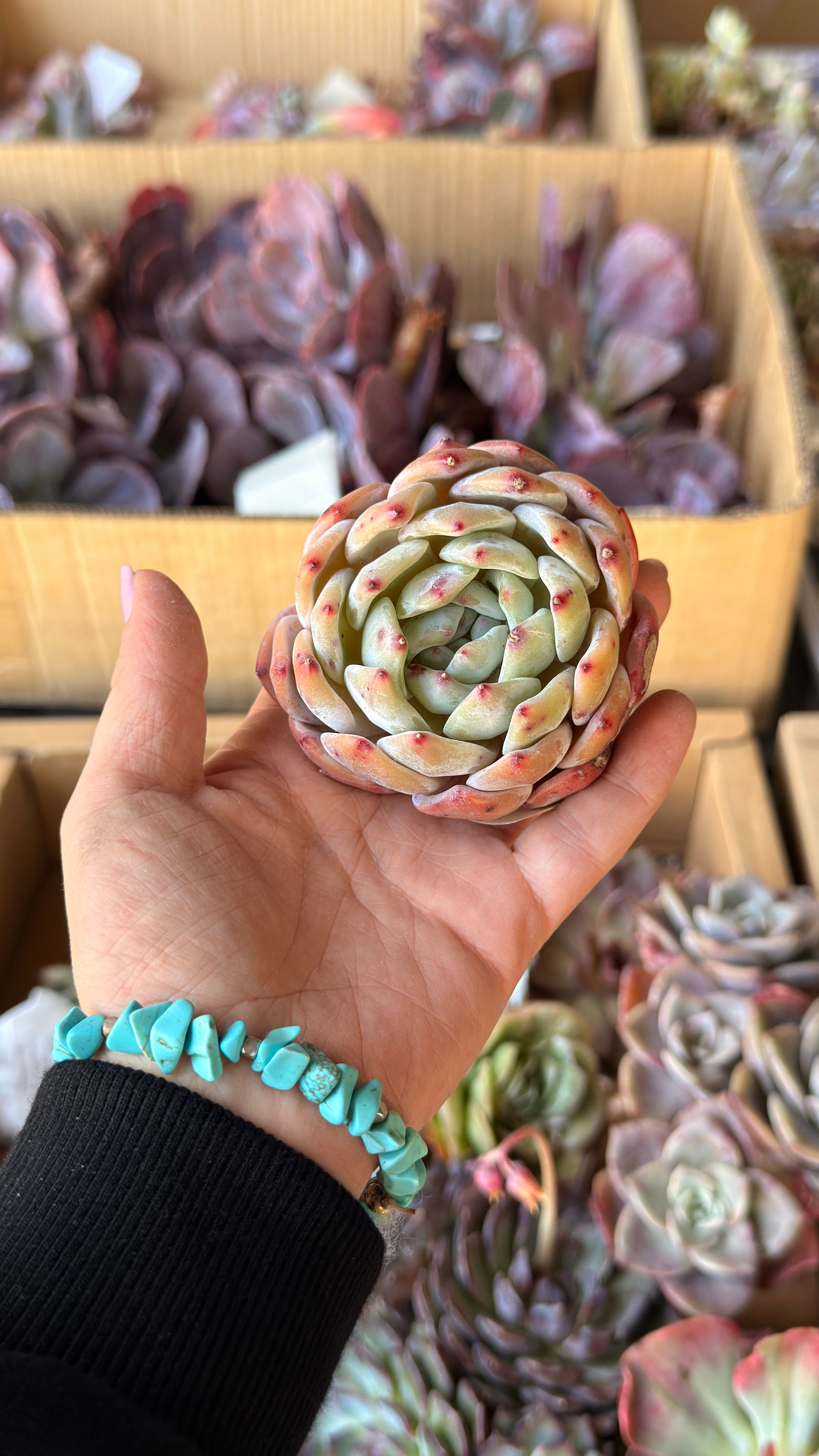 Echeveria  Orange Monroe
