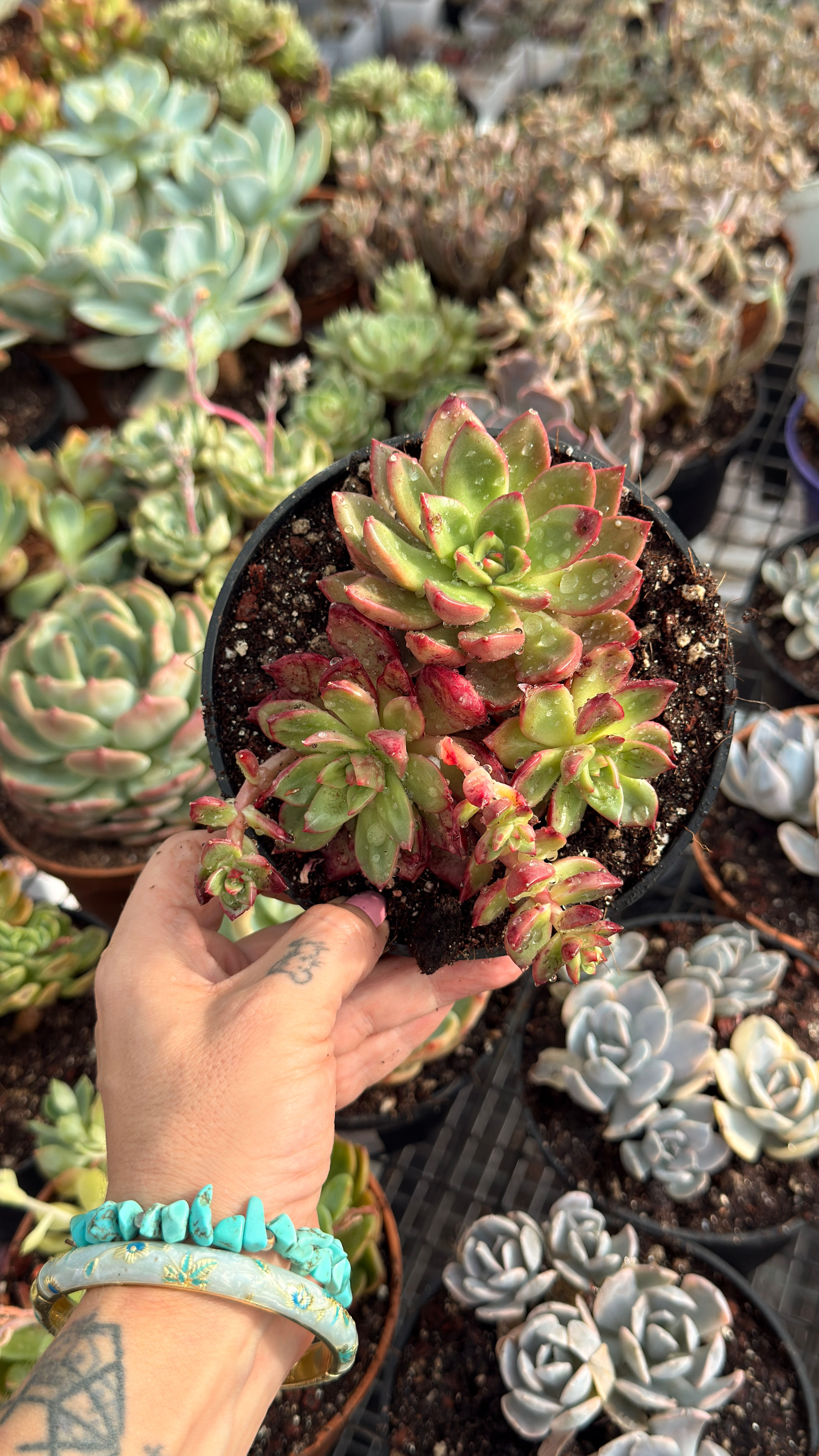 Echeveria Sharpt