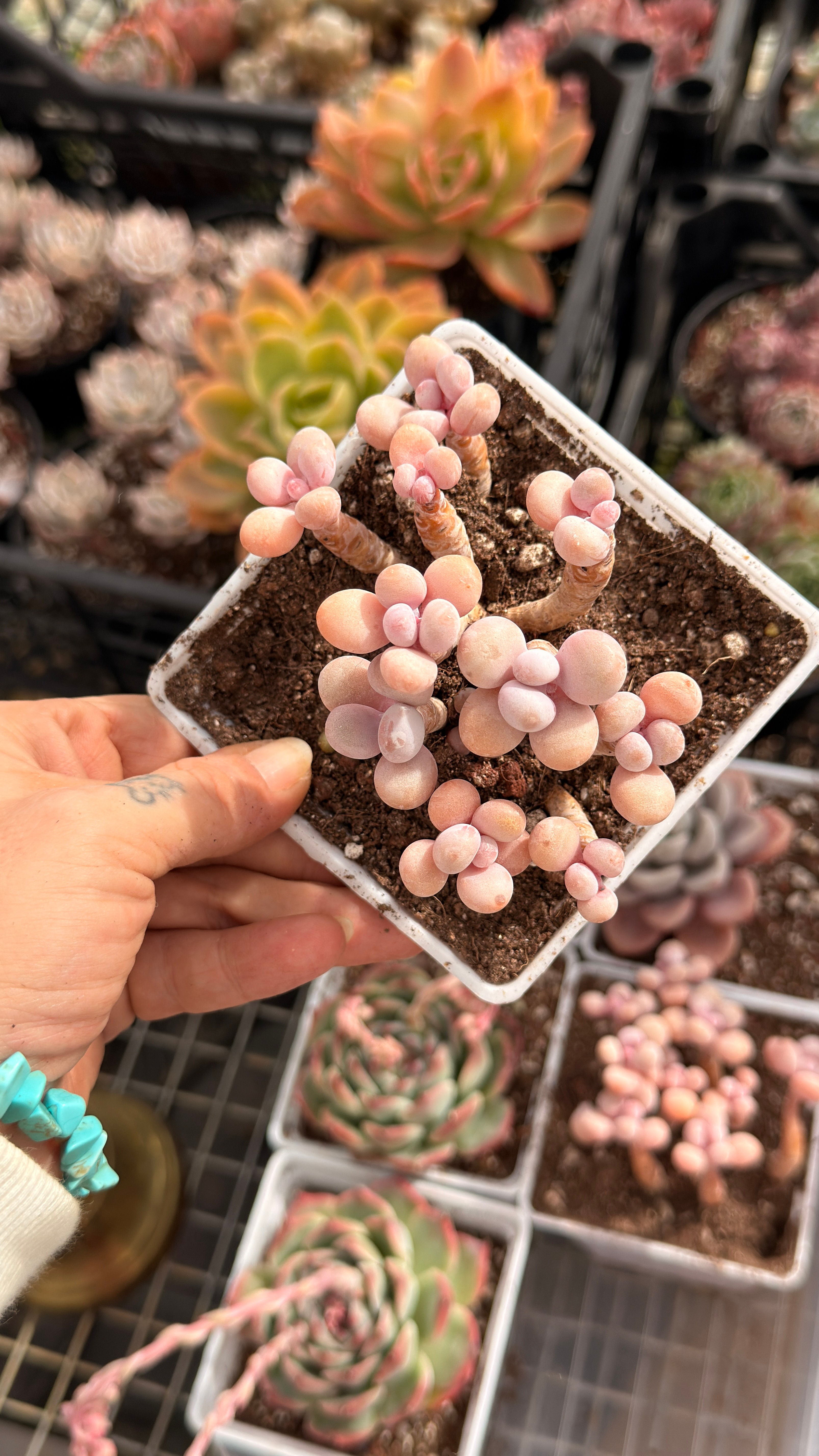 Pachyphytum Momobijin