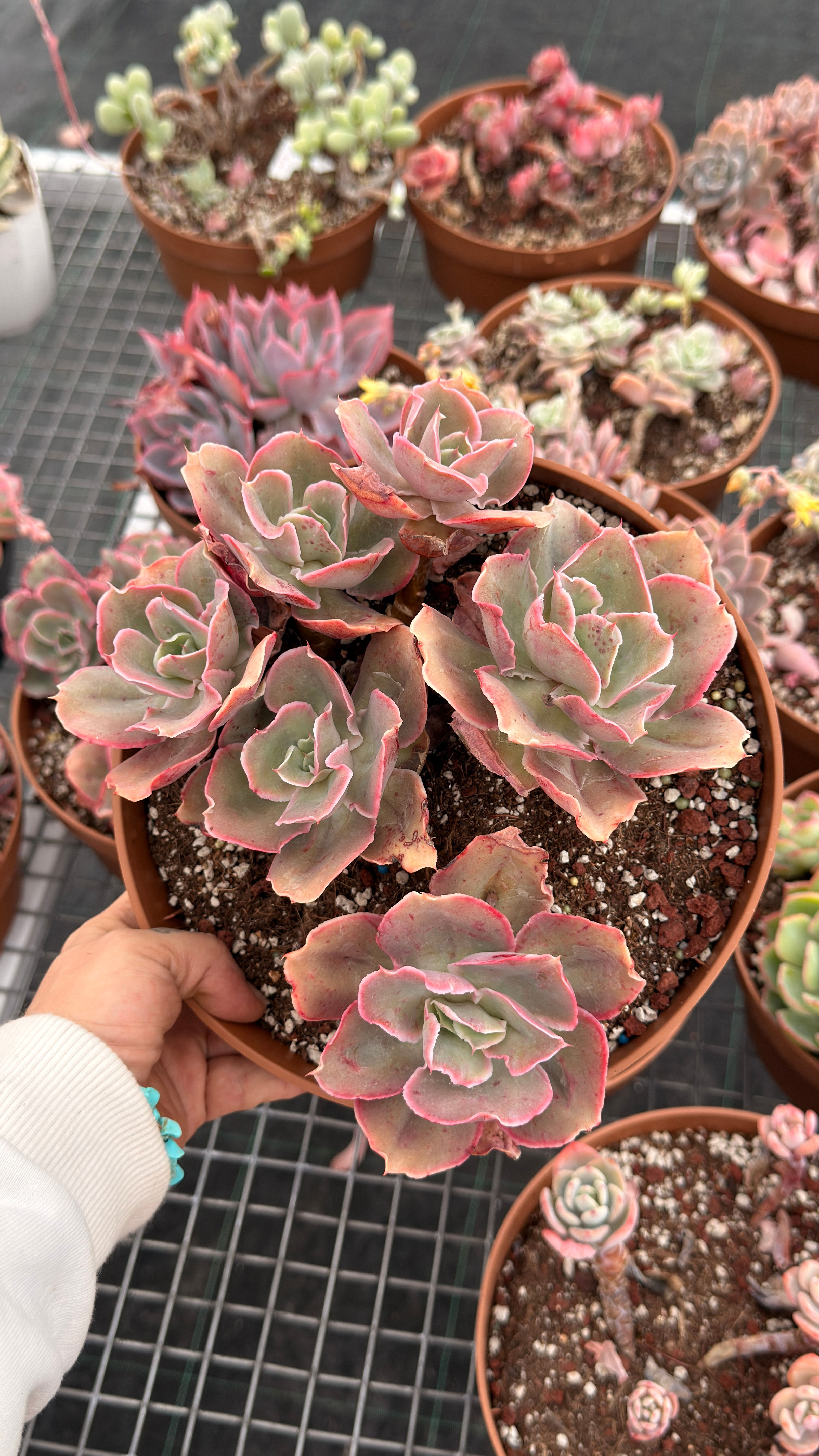 Echeveria Blood Skirt 