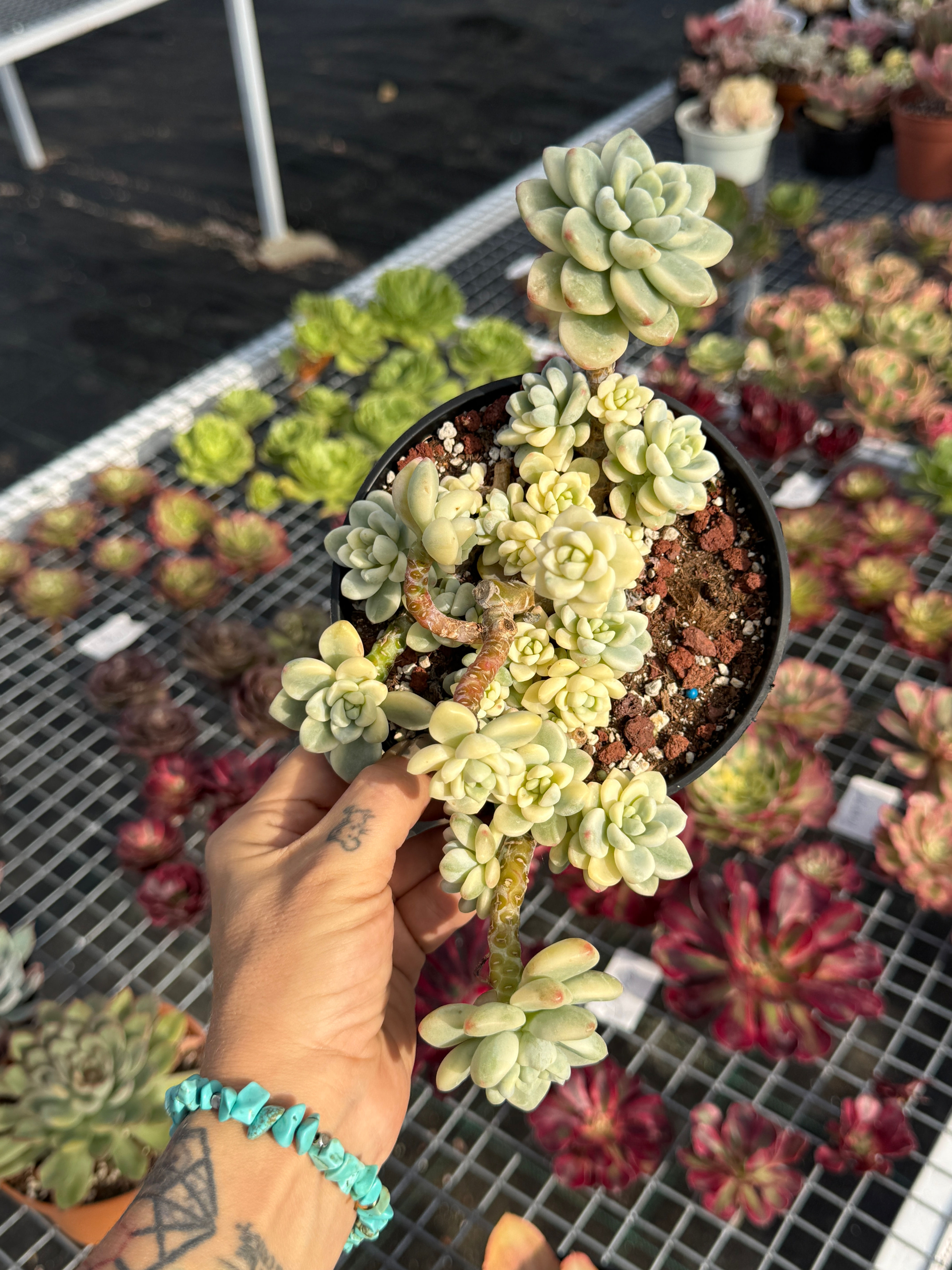 Sedum Clavatum Variegata