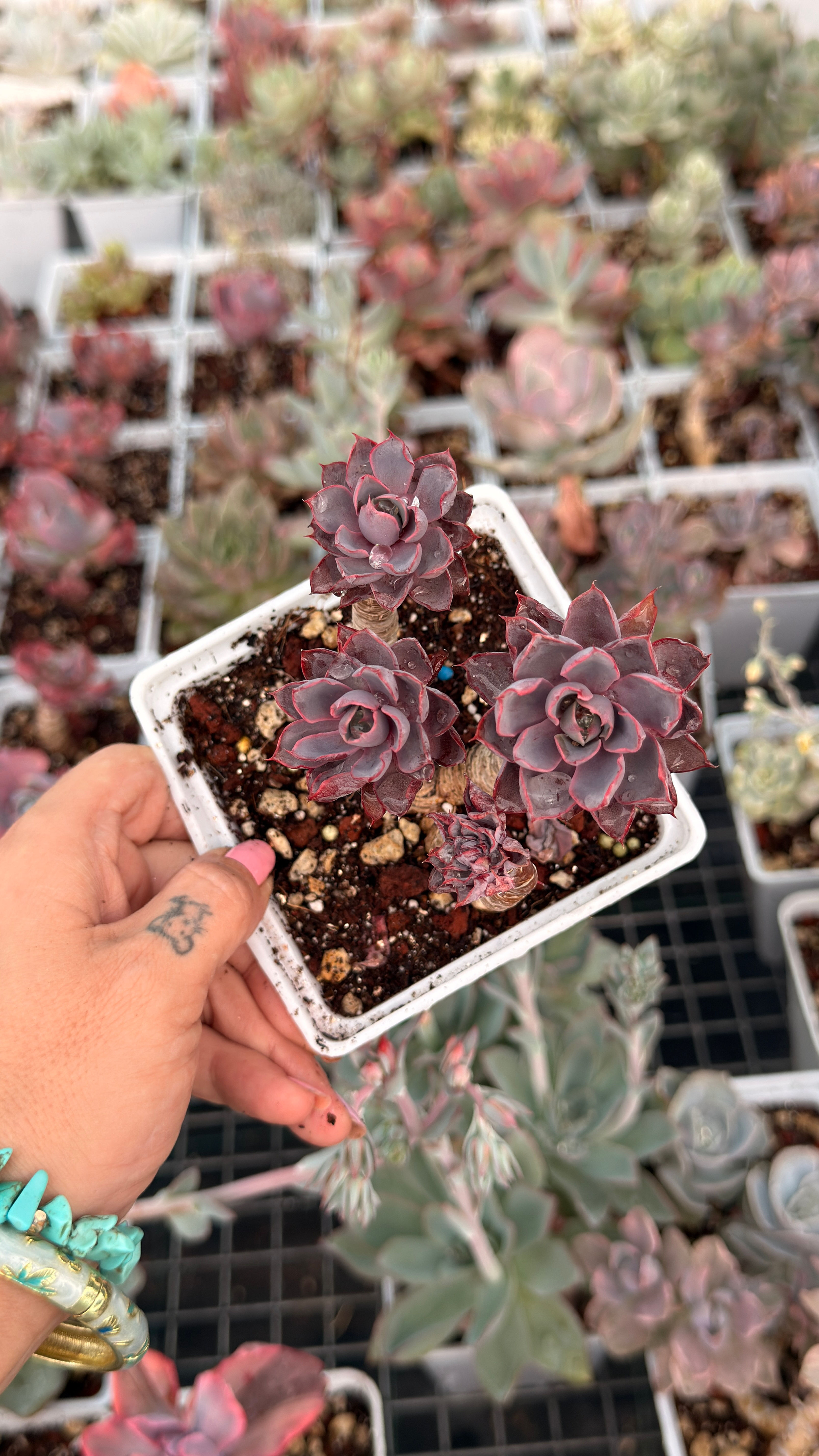 Echeveria Hera