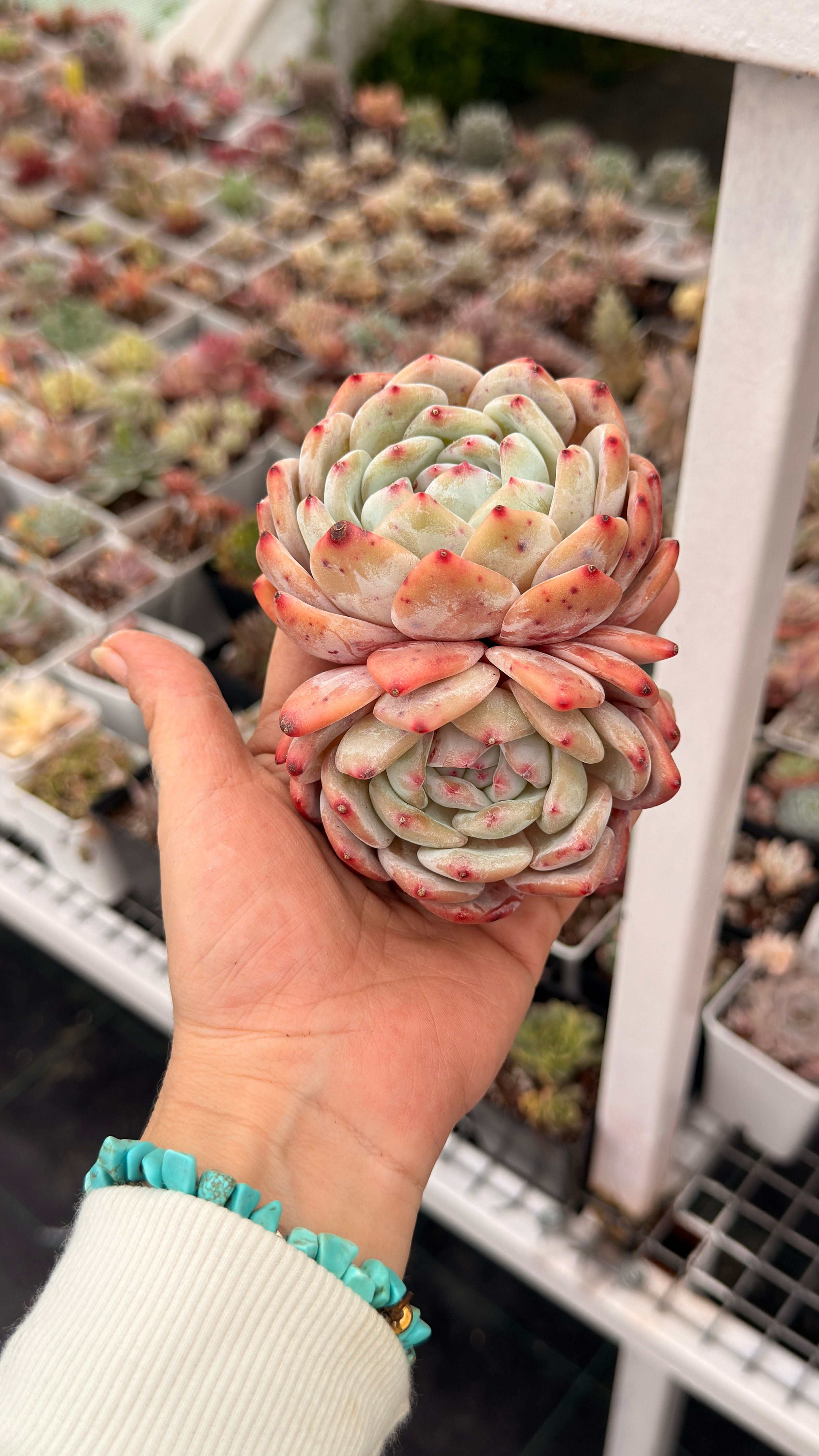 Echeveria Orange Monroe