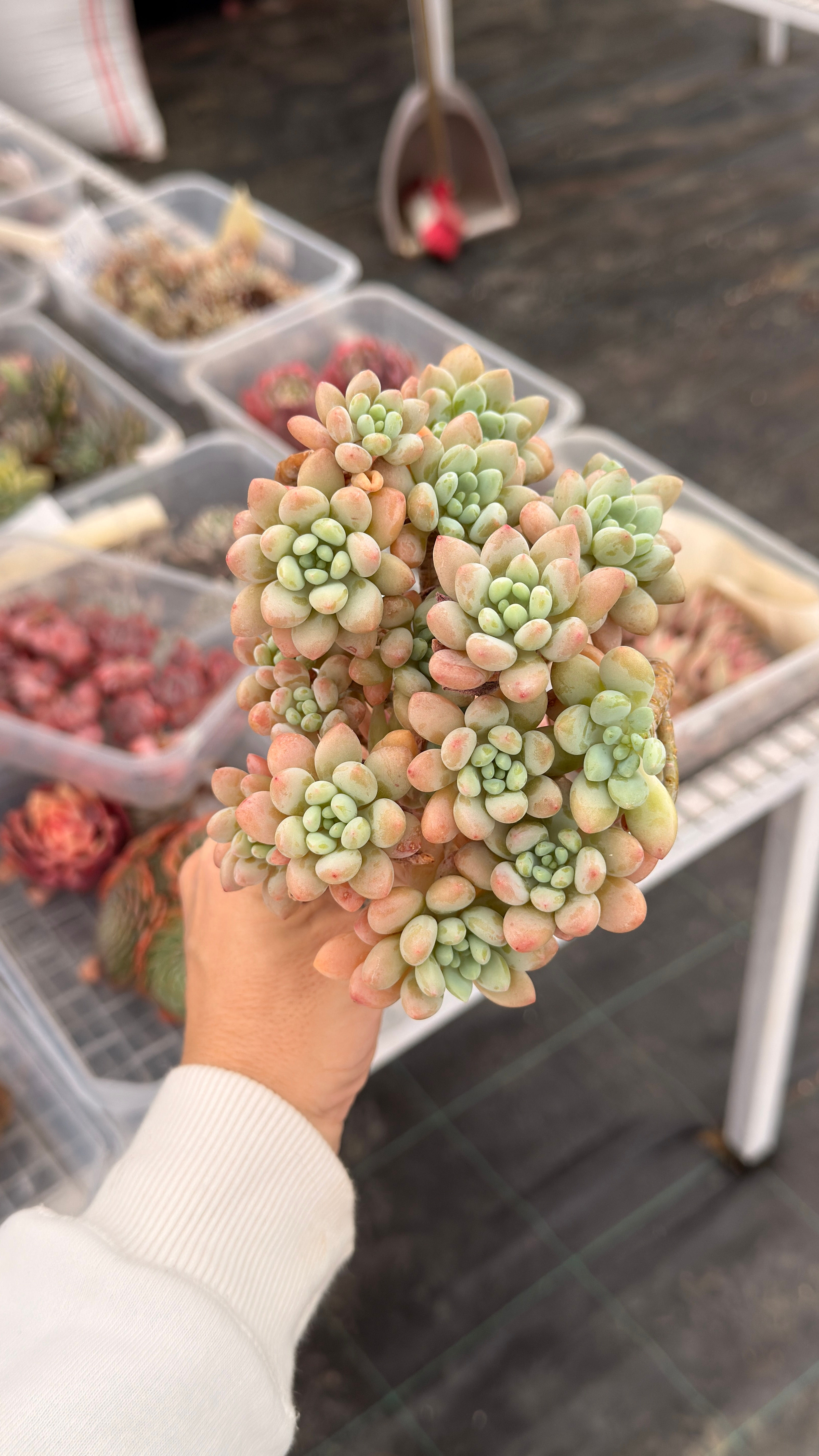 Echeveria Rococo