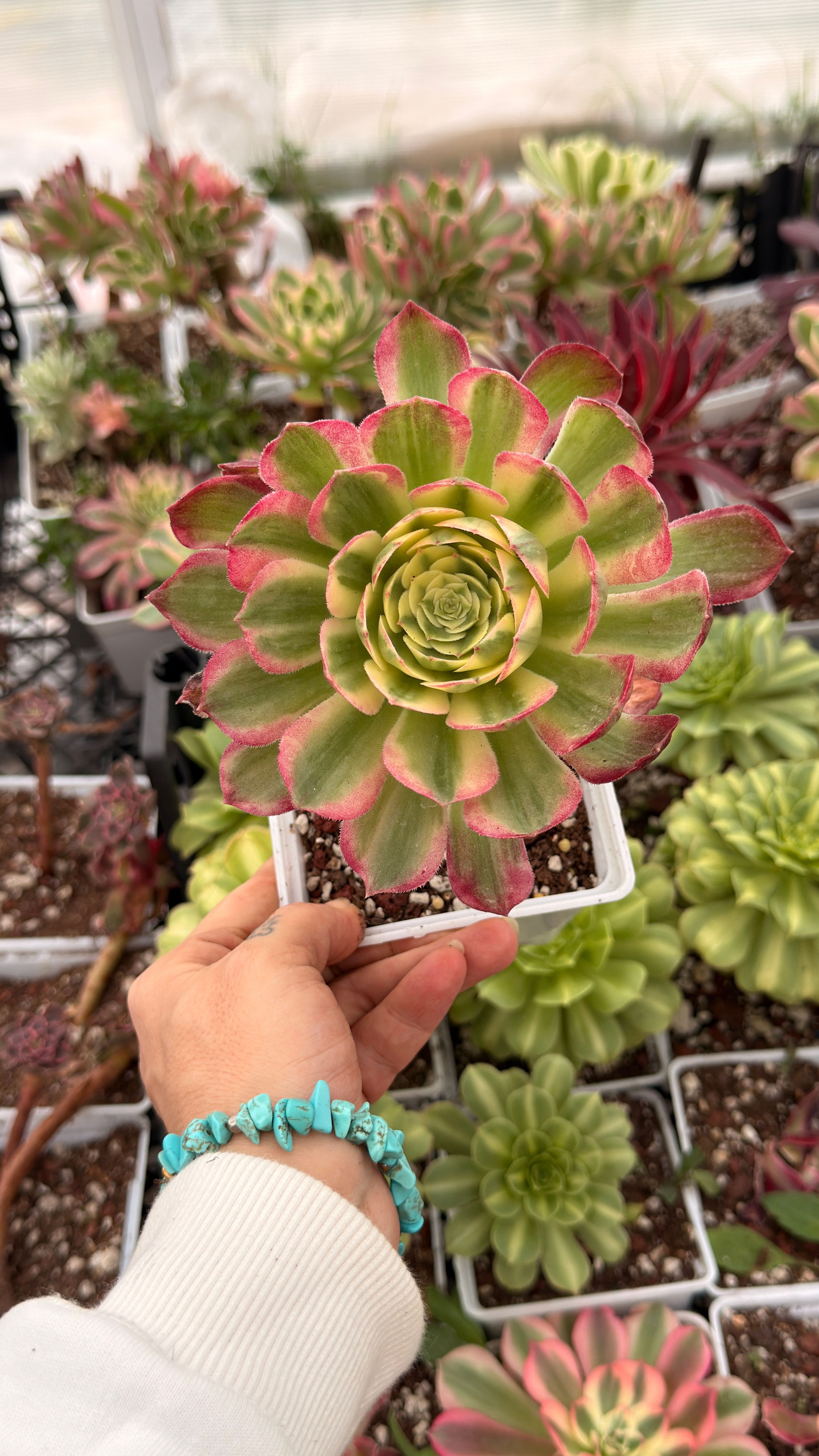 Aeonium Yuzi