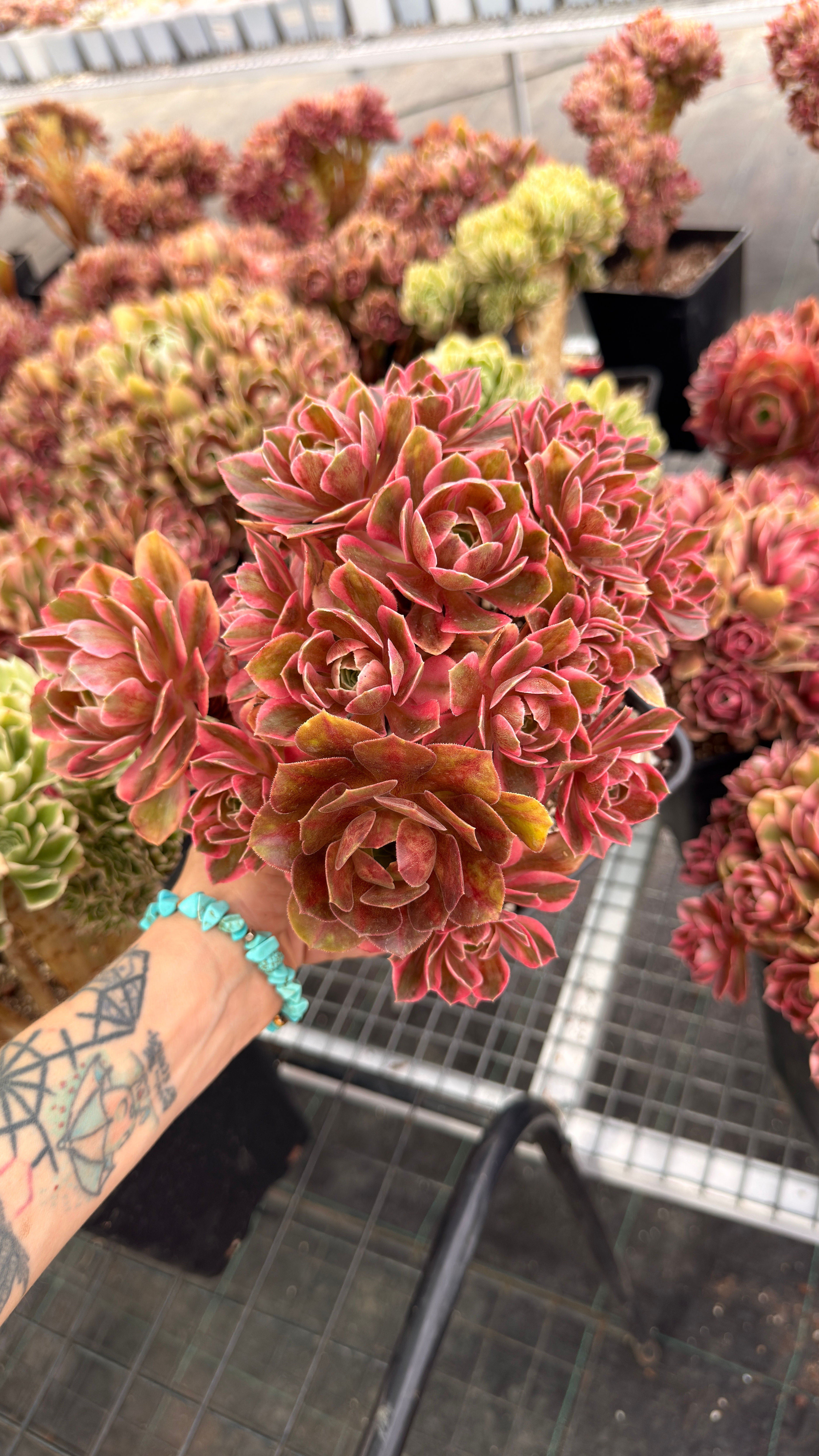 Aeonium Pink Flower Fairy
