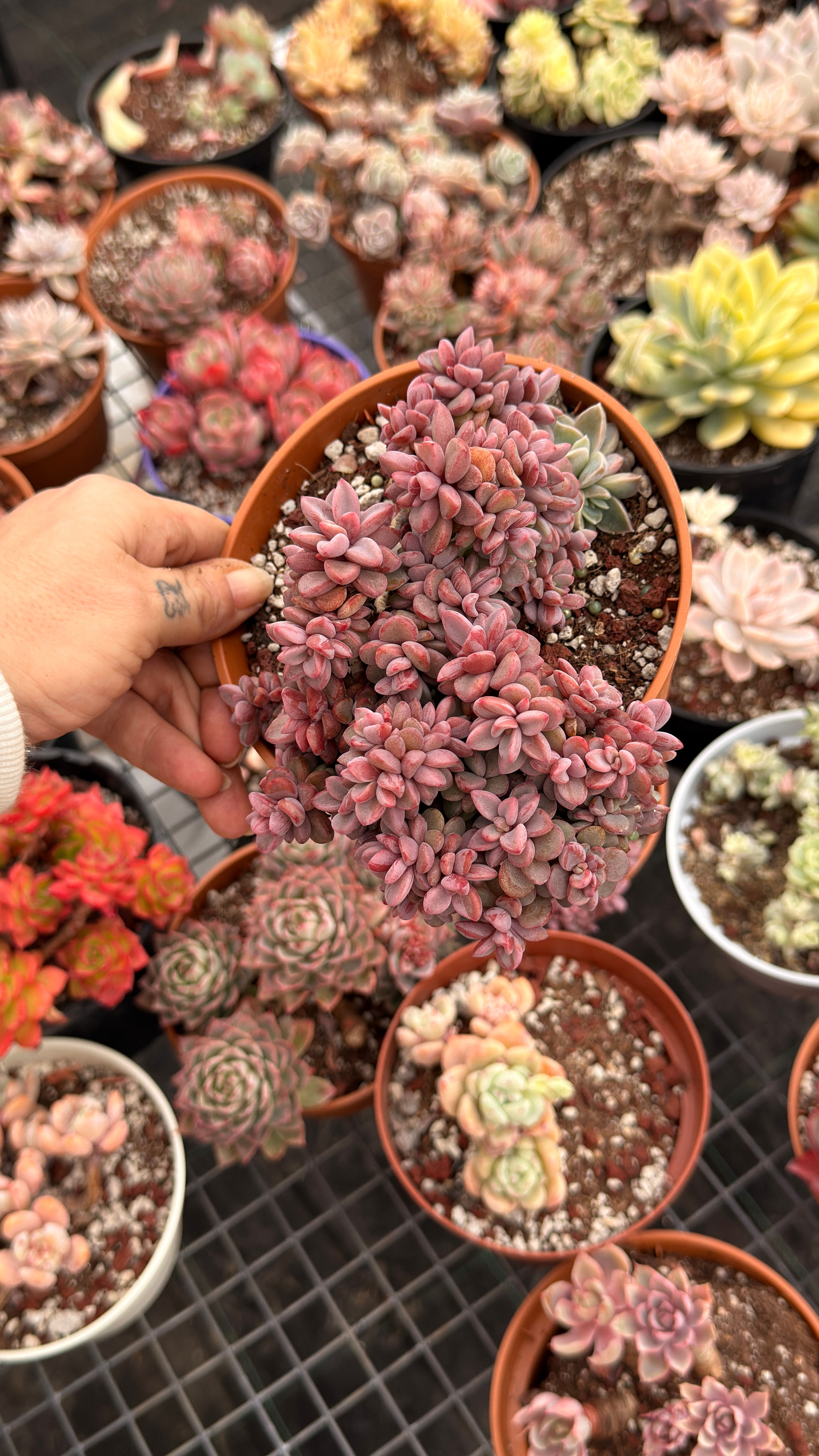 Echeveria Rezry