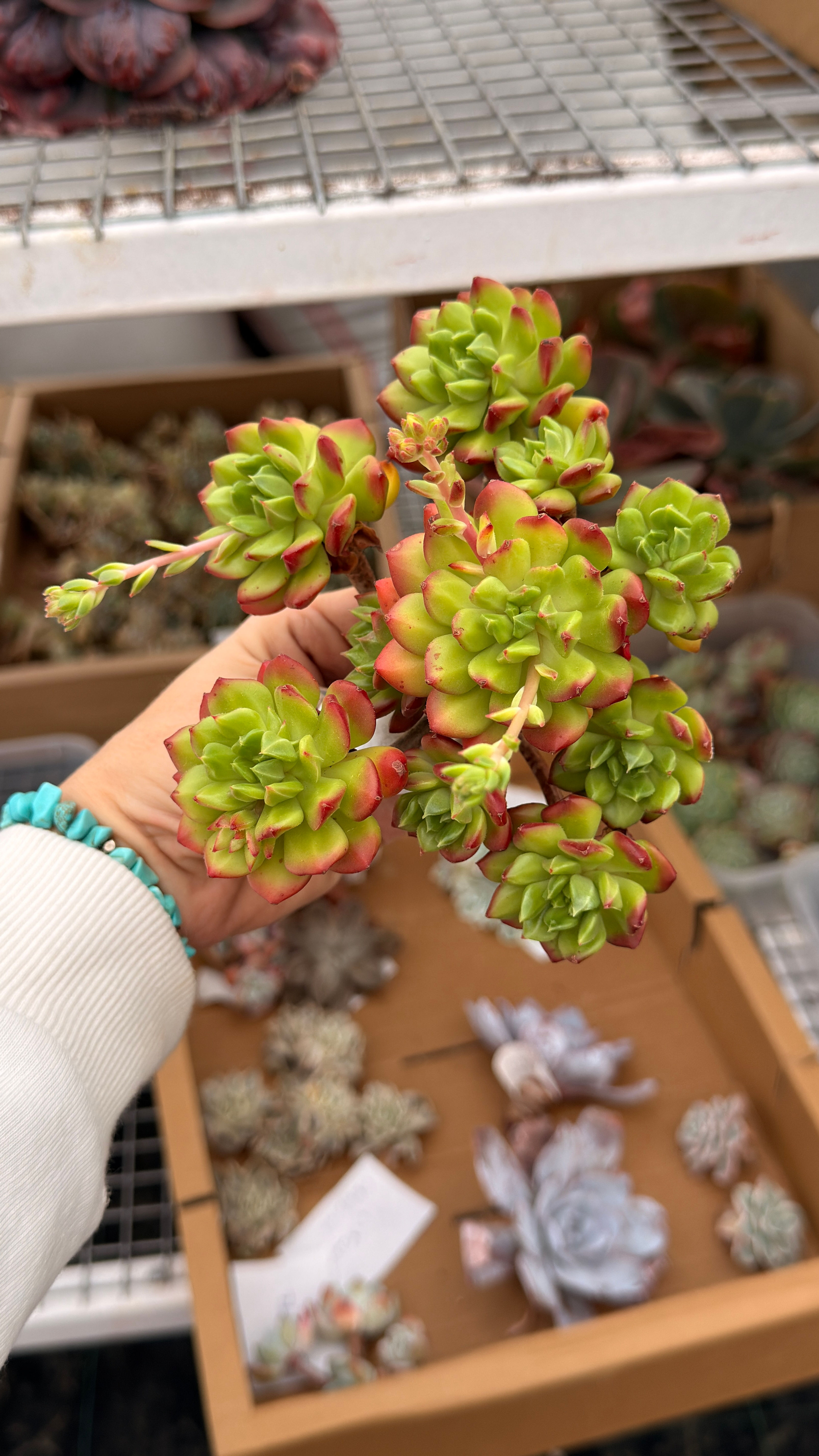 Echeveria Red Lantern