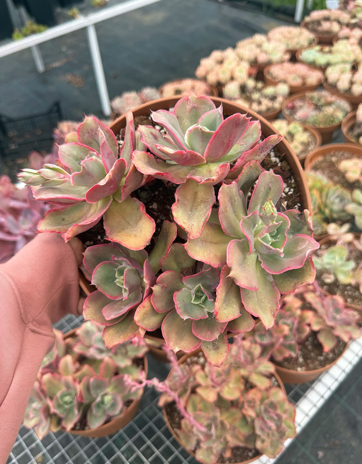 Echeveria Blood Skirt