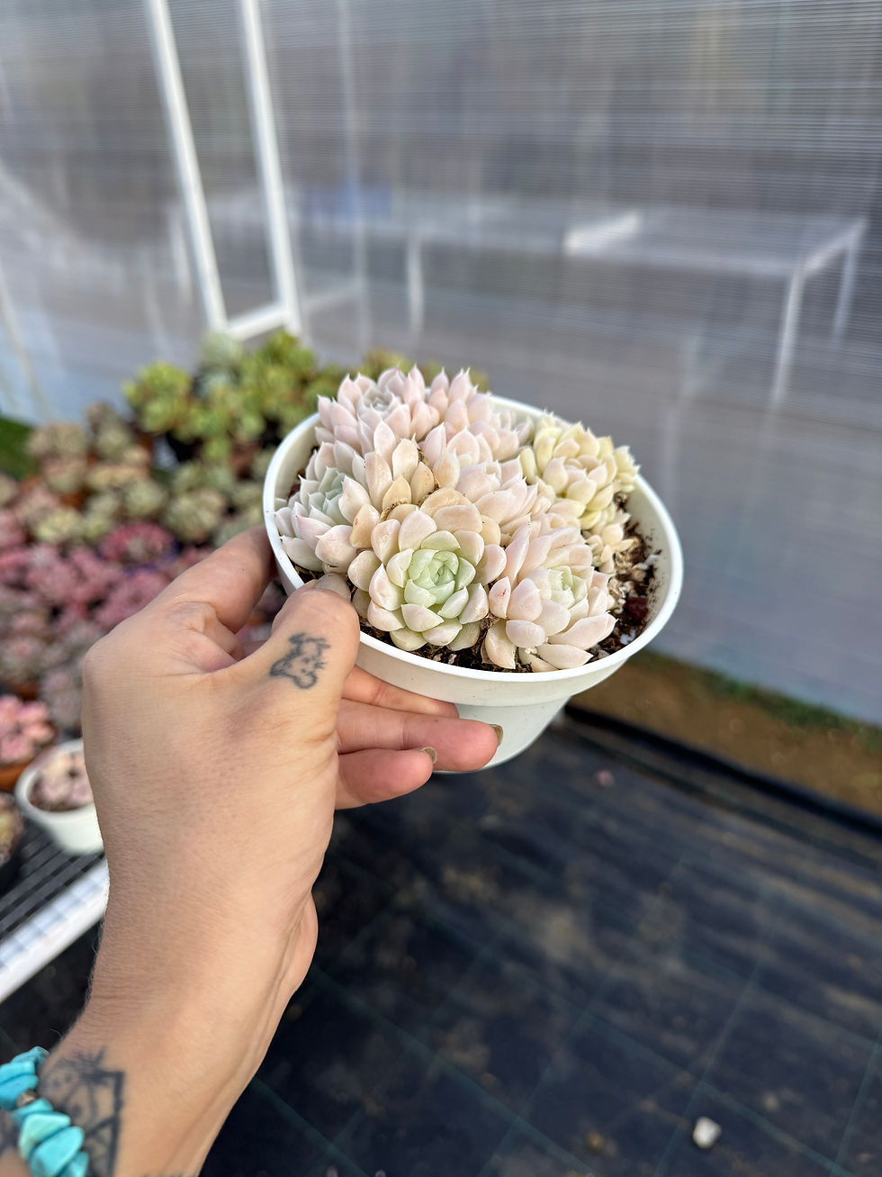 Küçük resim: Echeveria White Alba 