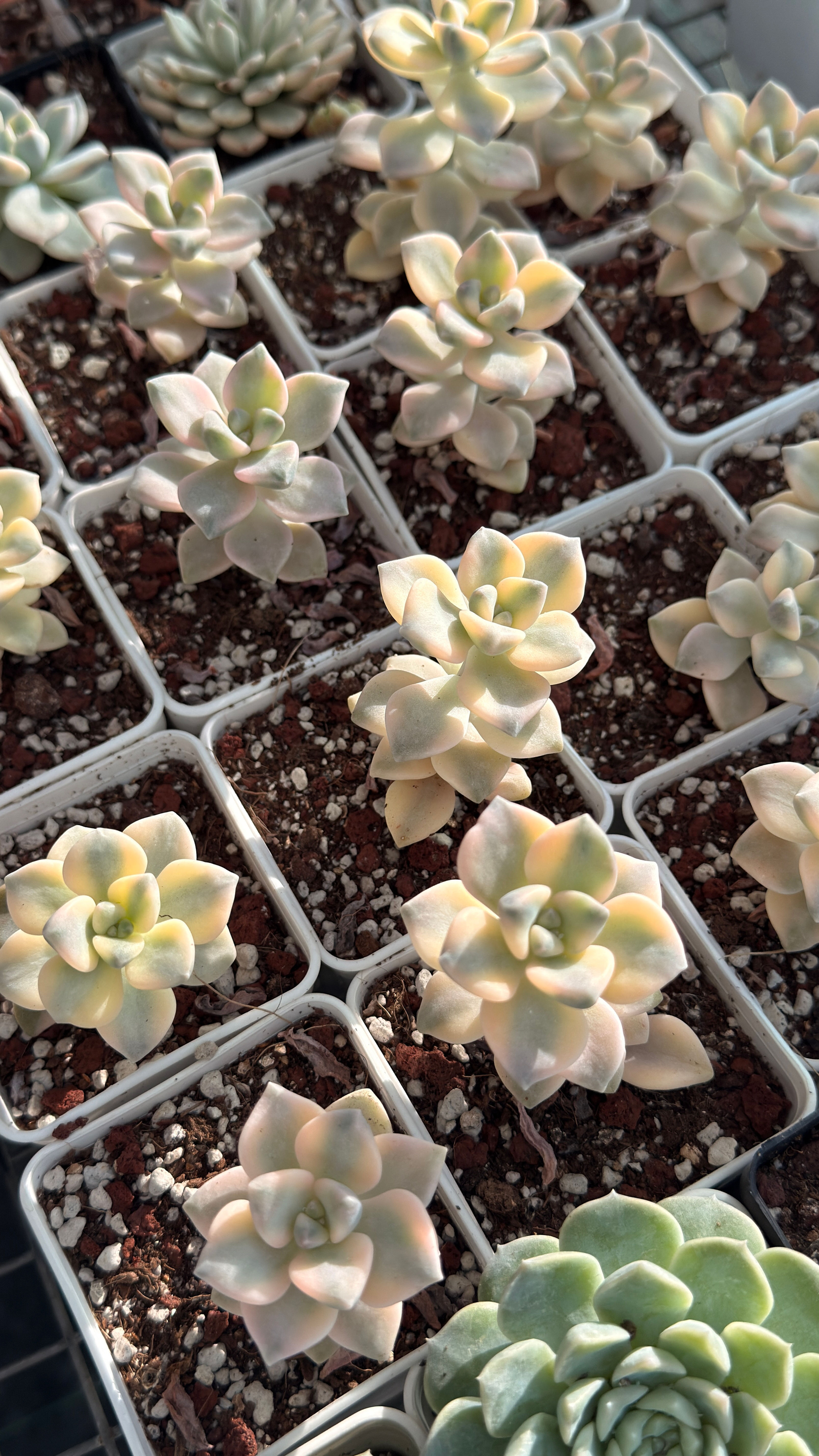 Apricot Beauty Variegata