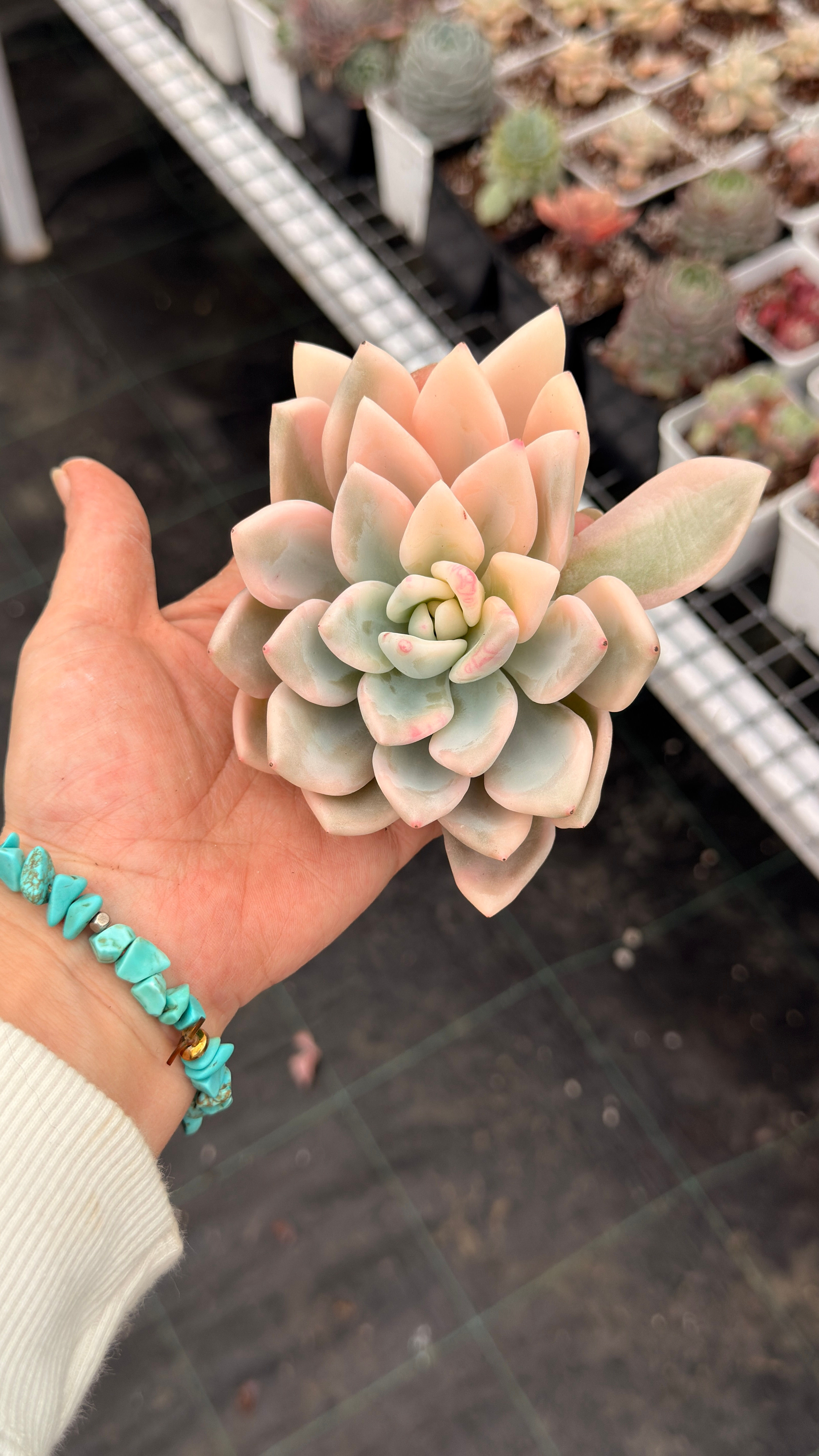Graptoveria Opalina Variegata