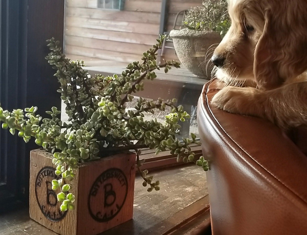 Puppy and succulent