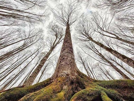 When I Am Among The Trees💕