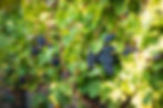 Vins du Beaujolais près du Mont Brouilly