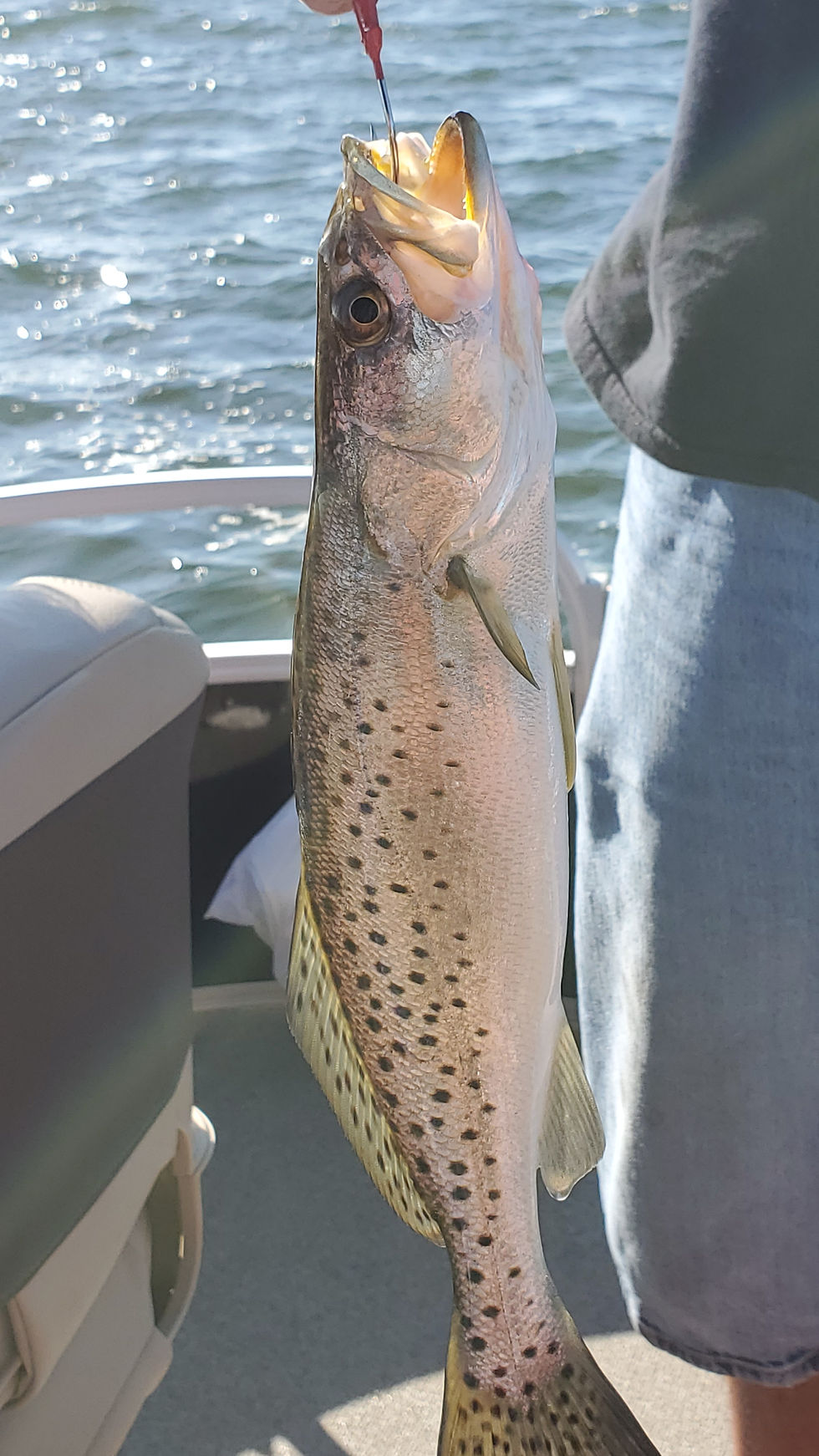 Crystal River Fishing