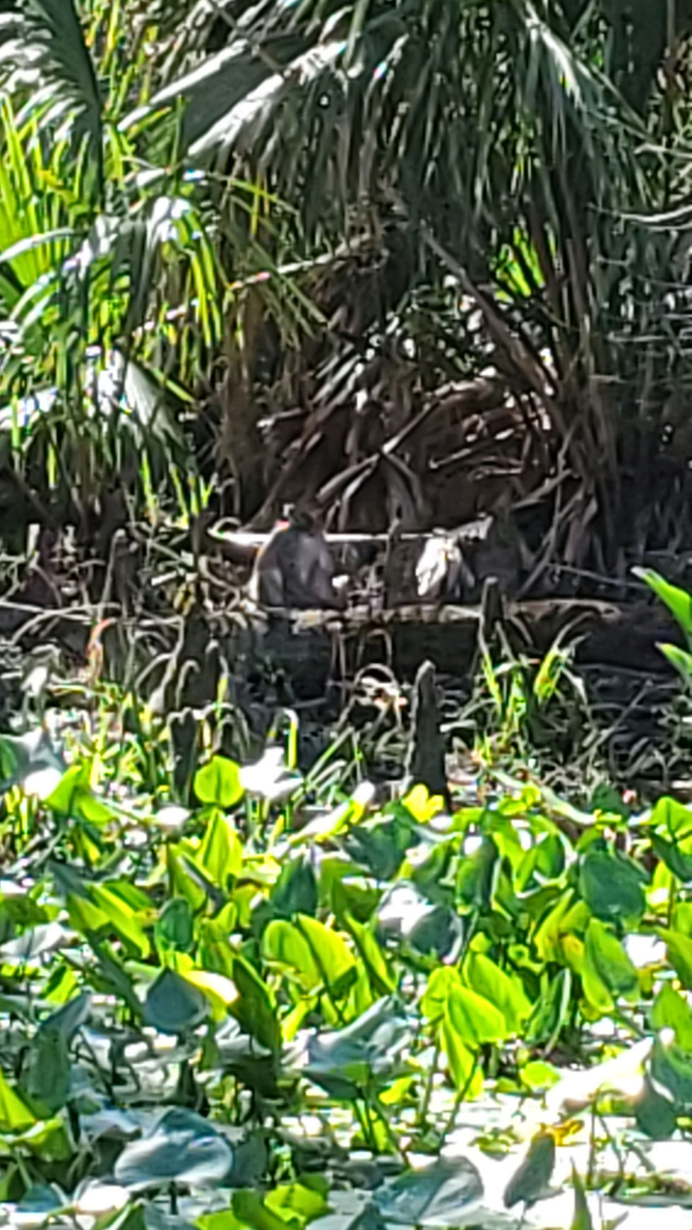Silver Springs River Monkeys