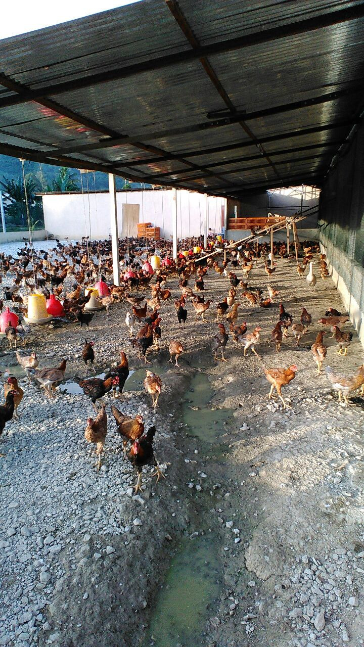 Imej kecil: Ayam kampung Hidup