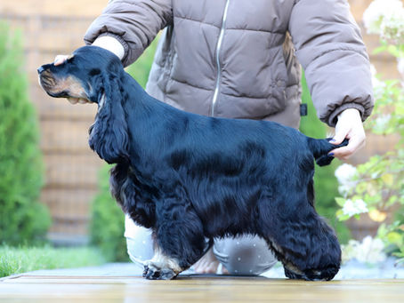 Groomerskie porządki dzieciaków A' Roses