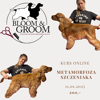 kurs.jpeg