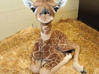 Baby Giraffe Smiles at You
