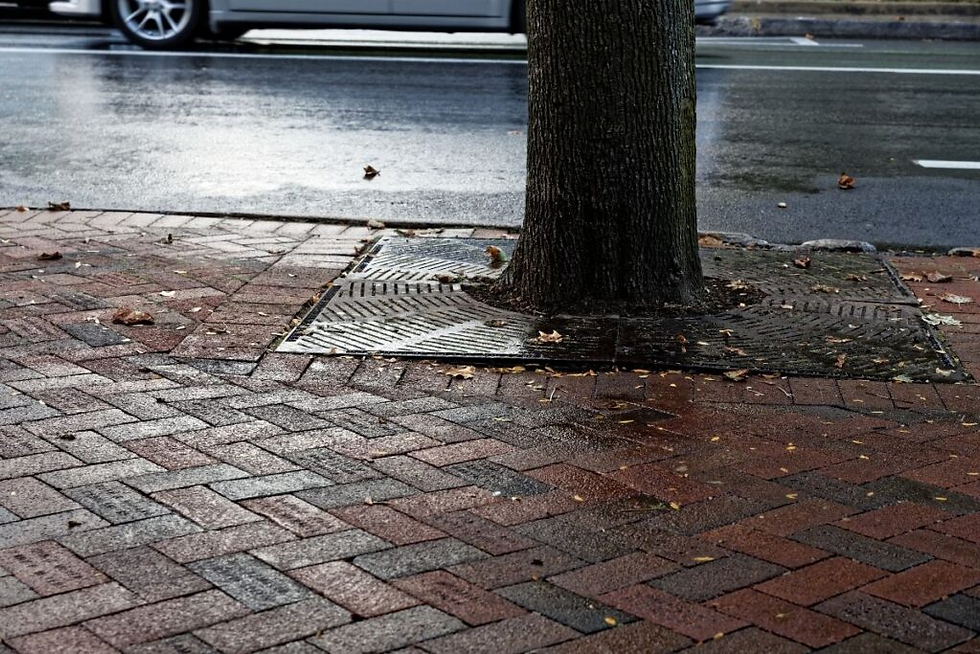 12. The smell right after it rains