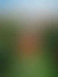 Uma menina no meio de um jardim de rosas vermelhas