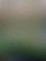 Vasos de plantas dentro de uma estufa