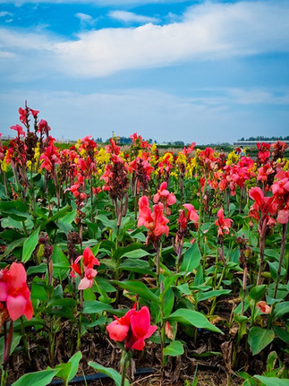 Um jardim de flores rosas e amarelas