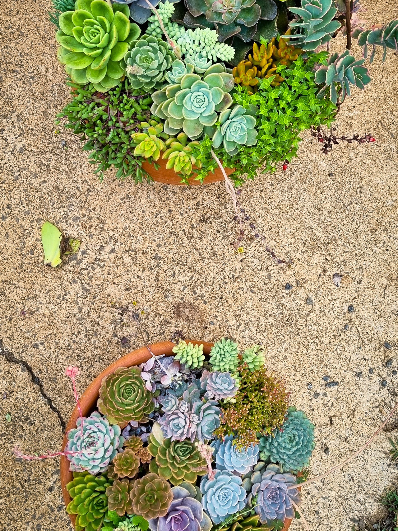 Dois vasos de plantas no chão de pedras