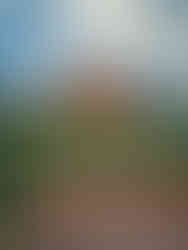 Um banco de madeira com flores amarelas ao fundo e uma casa de madeira