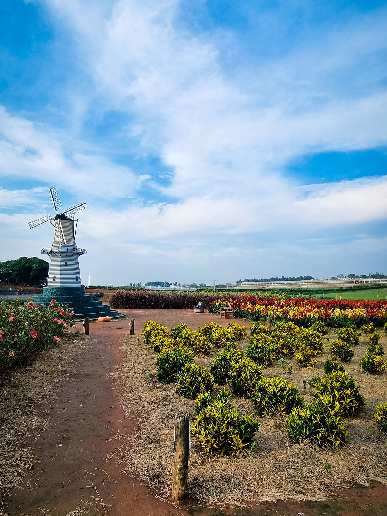 Um campo de flores com um moinho ao fundo