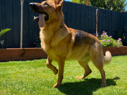 Canine Chronicles: Archer's Outdoor Adventures