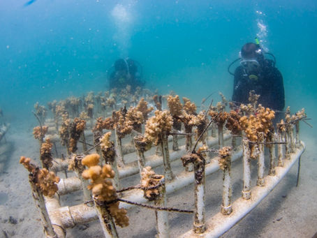 The World’s Aquarium in the Face of the Climate Crisis—and How Young People Can Help Save It