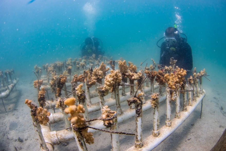 The World’s Aquarium in the Face of the Climate Crisis—and How Young People Can Help Save It