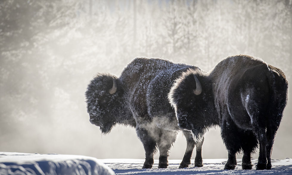 Two Studies, One Lesson: How Citizen Science is Transforming Our View of Yellowstone
