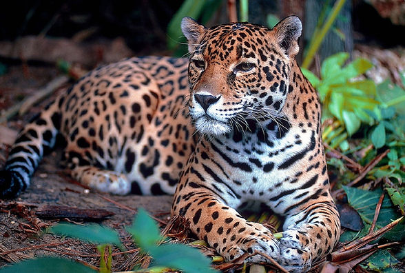 jaguar-1377982_1280.jpg