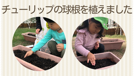 チューリップの球根を植えました
