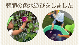 朝顔で色水遊びをしました