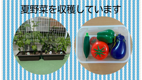 夏野菜を収穫しています