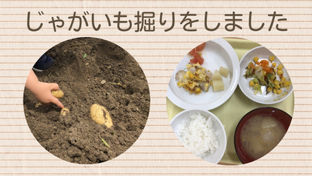 じゃがいも掘りをしました